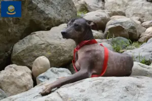 Read more about the article Peruvian Hairless Dog Breeder and Puppies in Idaho