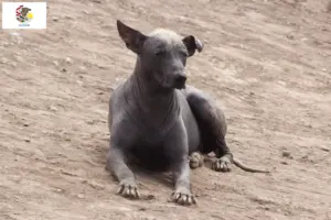 Read more about the article Peruvian Hairless Dog Breeder and Puppies in Illinois