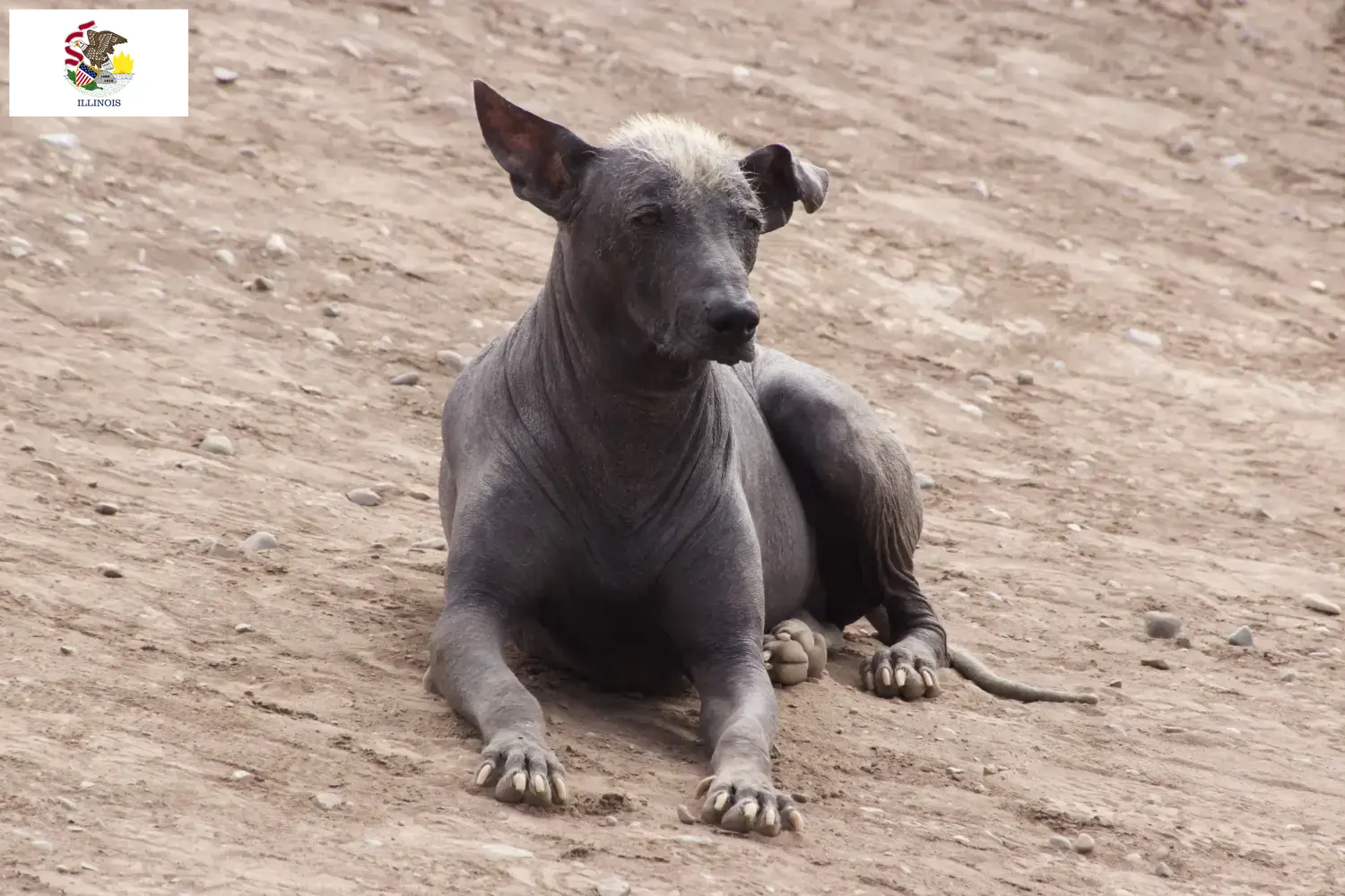 Peruvian Hairless Dog Puppies and Breeder Illinois Find Peruvian Hairless Dog breeders in Illinois.