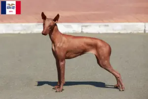 Read more about the article Peruvian Hairless Dog Breeder and Puppies in Iowa