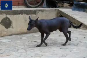 Read more about the article Peruvian Hairless Dog Breeder and Puppies in Maine