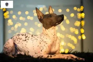 Read more about the article Peruvian Hairless Dog Breeder and Puppies in Massachusetts