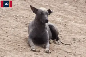 Read more about the article Peruvian Hairless Dog Breeder and Puppies in Mississippi