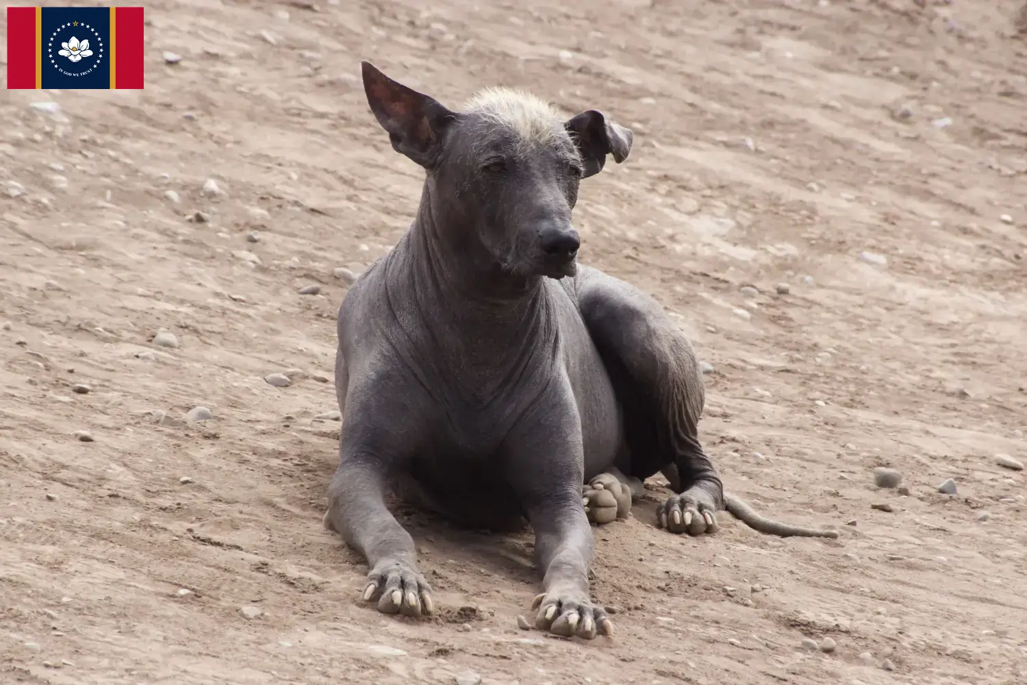 Read more about the article Peruvian Hairless Dog Breeder and Puppies in Mississippi