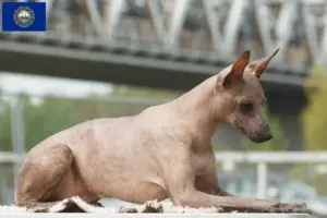 Read more about the article Peruvian Hairless Dog Breeder and Puppies in New Hampshire