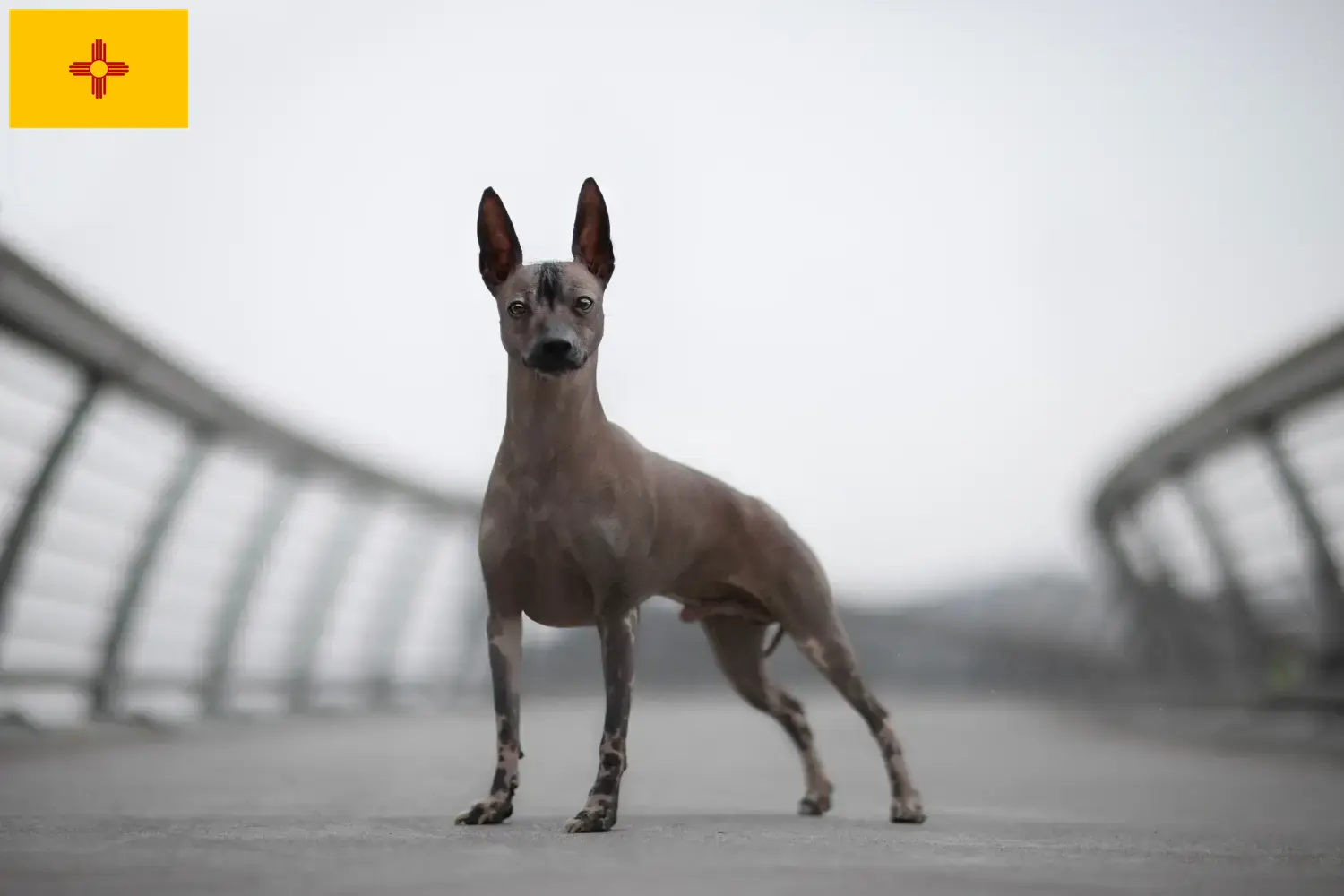 Peruvian Hairless Dog Puppies and Breeder New Mexico Find Peruvian Hairless Dog breeders in New Mexico.