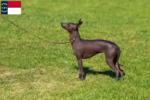 Read more about the article Peruvian Hairless Dog Breeder and Puppies in North Carolina