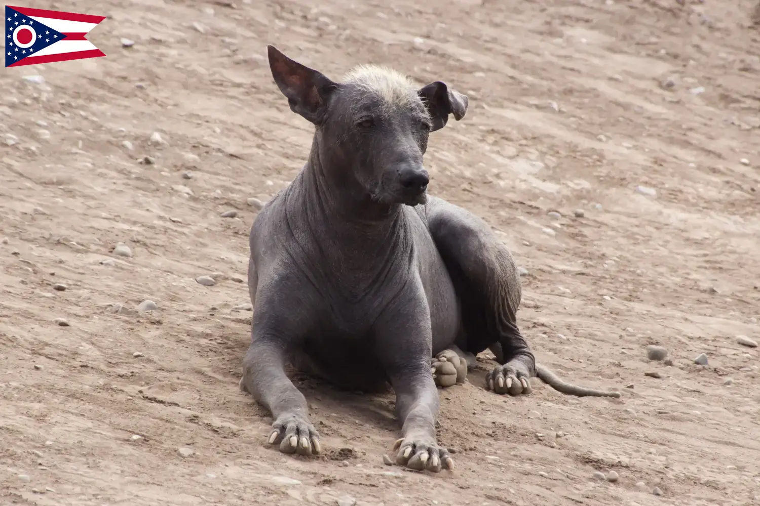 Peruvian Hairless Dog Puppies and Breeder Ohio Find Peruvian Hairless Dog breeders in Ohio.