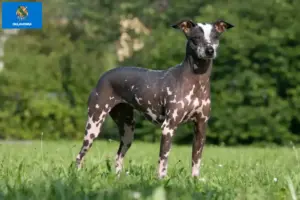 Read more about the article Peruvian Hairless Dog Breeder and Puppies in Oklahoma