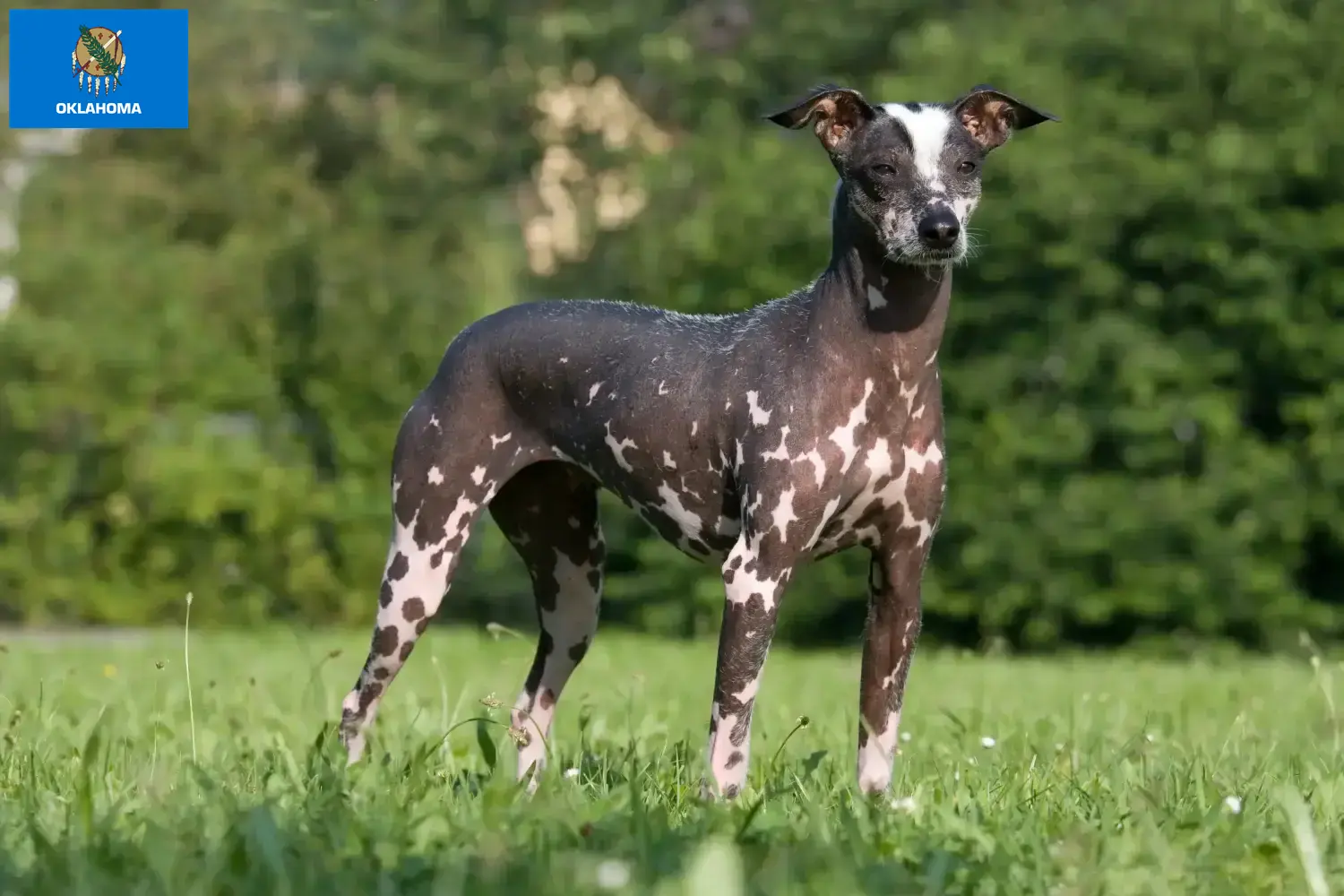 Peruvian Hairless Dog Puppies and Breeder Oklahoma Find Peruvian Hairless Dog breeders in Oklahoma.