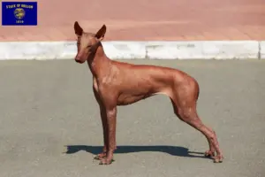 Read more about the article Peruvian Hairless Dog Breeder and Puppies in Oregon
