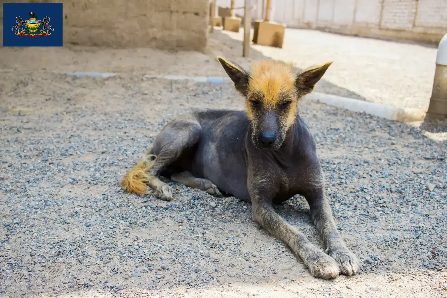 Peruvian Hairless Dog Puppies and Breeder Pennsylvania Find Peruvian Hairless Dog breeders in Pennsylvania.