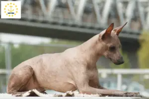 Read more about the article Peruvian Hairless Dog Breeder and Puppies in Rhode Island