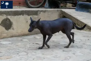 Read more about the article Peruvian Hairless Dog Breeder and Puppies in South Carolina