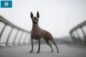 Read more about the article Peruvian Hairless Dog Breeder and Puppies in South Dakota