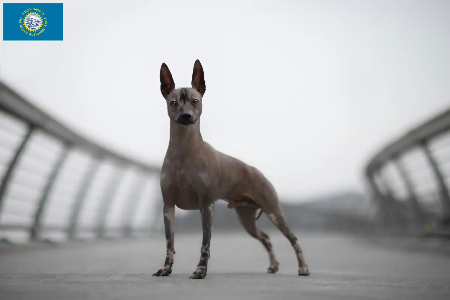 Peruvian Hairless Dog Puppies and Breeder South Dakota Find Peruvian Hairless Dog breeders in South Dakota.