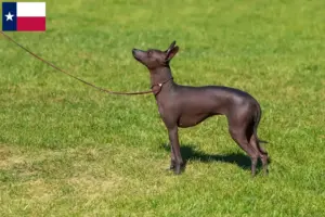 Read more about the article Peruvian Hairless Dog Breeder and Puppies in Texas