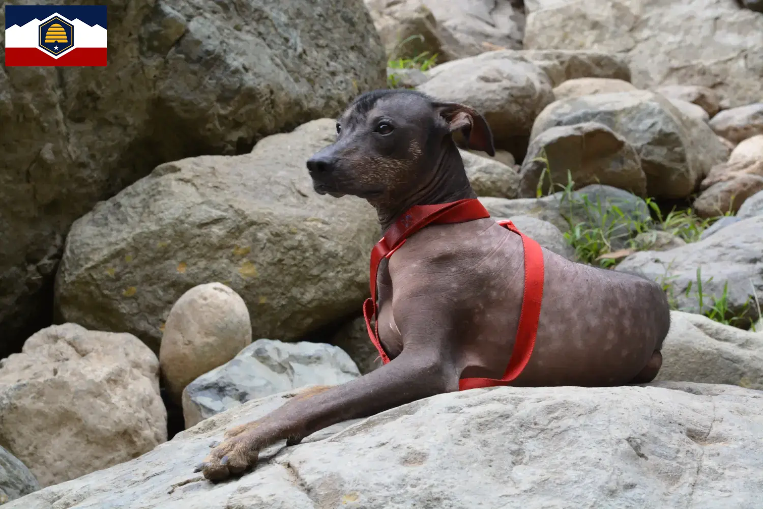 Peruvian Hairless Dog Puppies and Breeder Utah Find Peruvian Hairless Dog breeders in Utah.