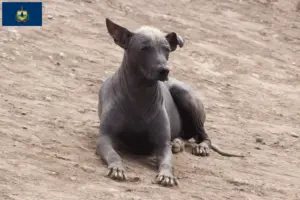 Read more about the article Peruvian Hairless Dog Breeder and Puppies in Vermont