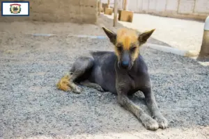 Read more about the article Peruvian Hairless Dog Breeder and Puppies in West Virginia