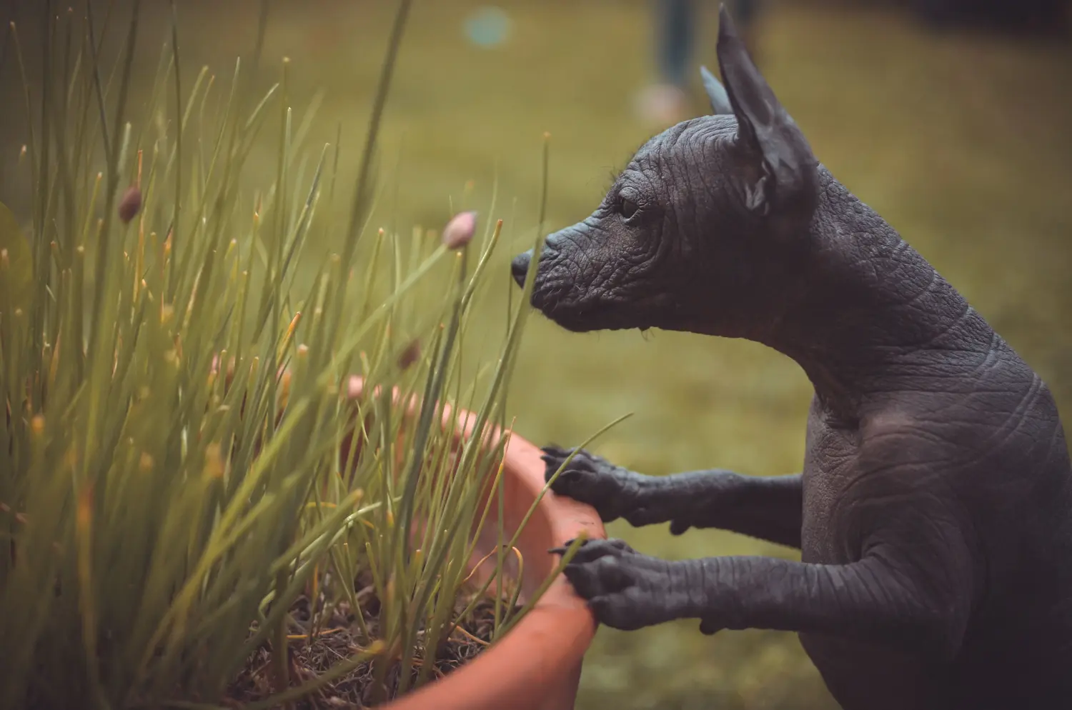 Buying a Peruvian Hairless Dog puppy means taking responsibility! Buy Peruvian Hairless Dog puppies.