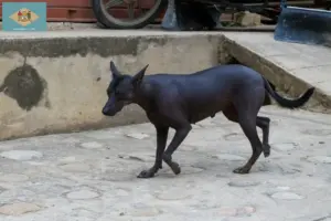 Read more about the article Peruvian Hairless Dog Breeder and Puppies in Delaware
