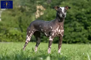 Read more about the article Peruvian Hairless Dog Breeder and Puppies in Indiana