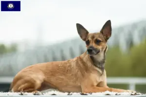 Read more about the article Peruvian Hairless Dog Breeder and Puppies in Kentucky
