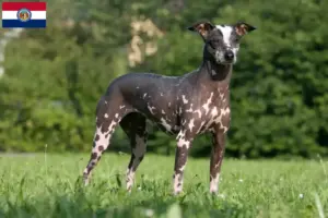 Read more about the article Peruvian Hairless Dog Breeder and Puppies in Missouri