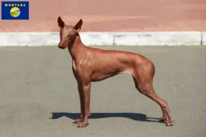 Read more about the article Peruvian Hairless Dog Breeder and Puppies in Montana