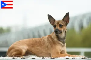 Read more about the article Peruvian Hairless Dog Breeder and Puppies in Puerto Rico