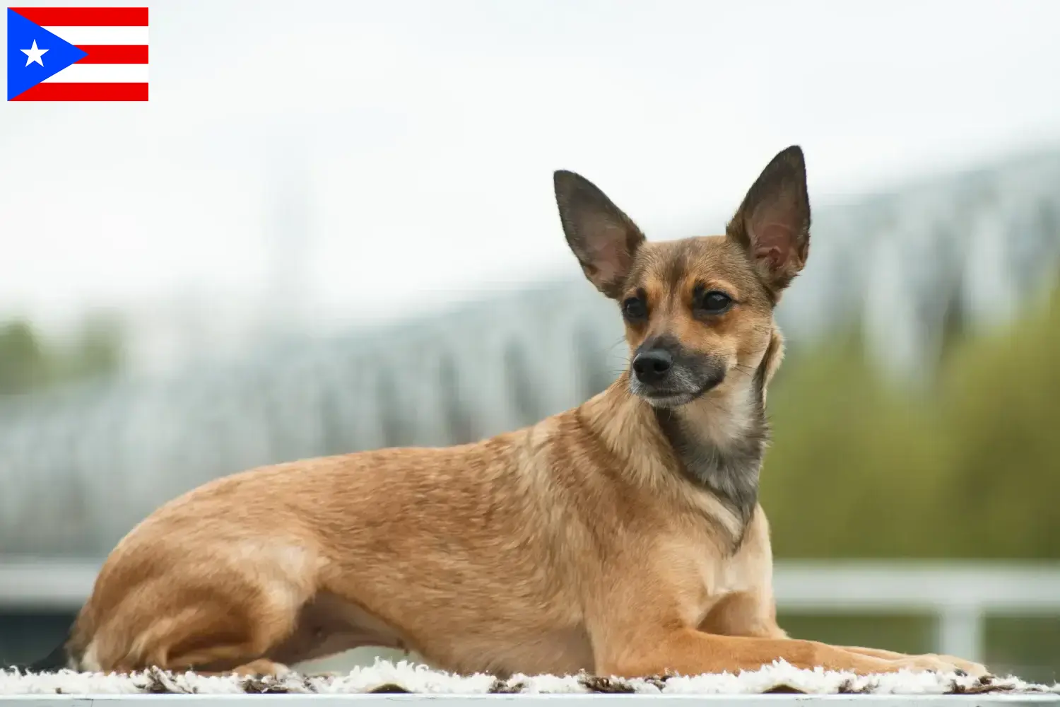 Peruvian Hairless Dog Puppies and Breeder Puerto Rico Find Peruvian Hairless Dog breeders in Puerto Rico.