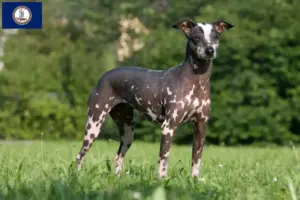 Read more about the article Peruvian Hairless Dog Breeder and Puppies in Virginia