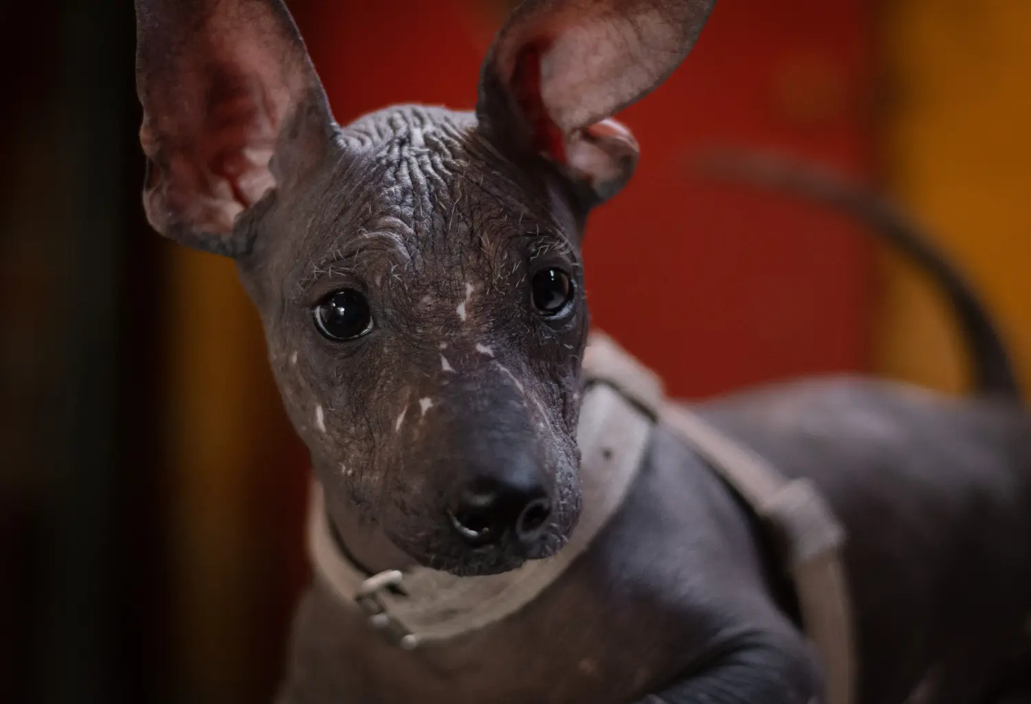 Buying a Peruvian Hairless Dog puppy means taking responsibility! Buy Peruvian Hairless Dog puppies.