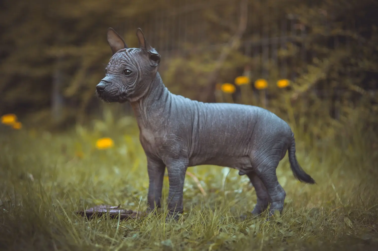 Buying a Peruvian Hairless Dog puppy means taking responsibility! Buy Peruvian Hairless Dog puppies.