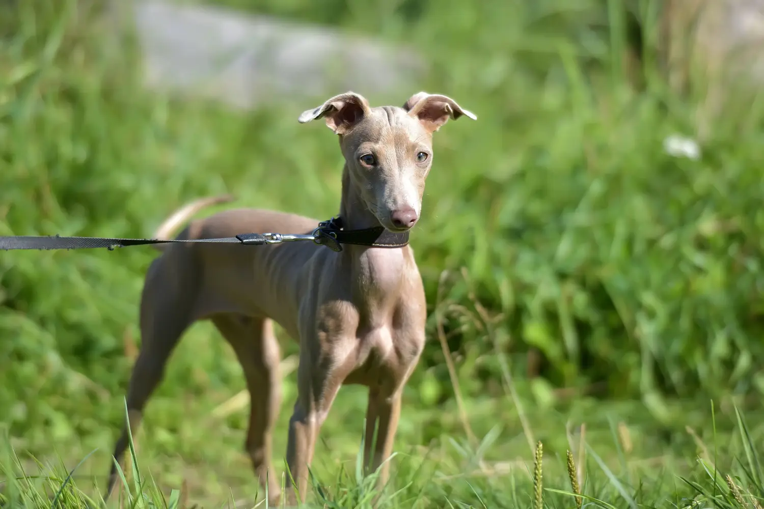 Buying a Peruvian Hairless Dog puppy means taking responsibility! Buy Peruvian Hairless Dog puppies.