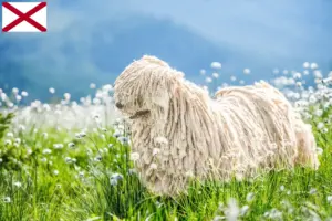 Read more about the article Puli breeders and puppies in Alabama