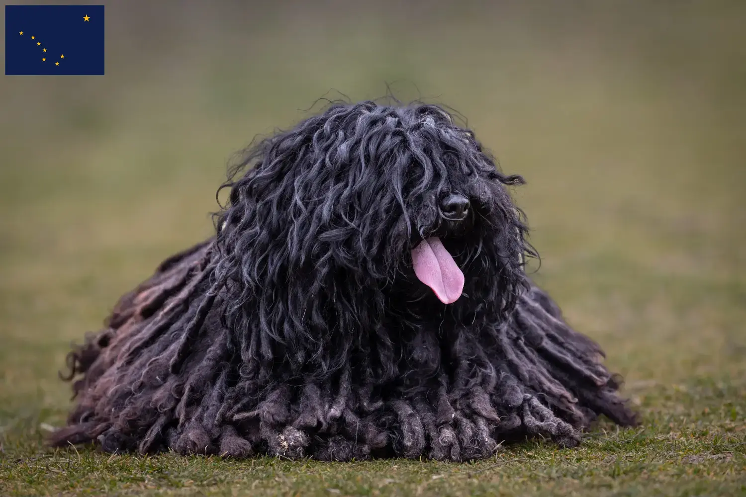 Read more about the article Puli breeders and puppies in Alaska