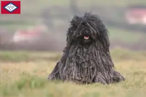 Read more about the article Puli breeders and puppies in Arkansas