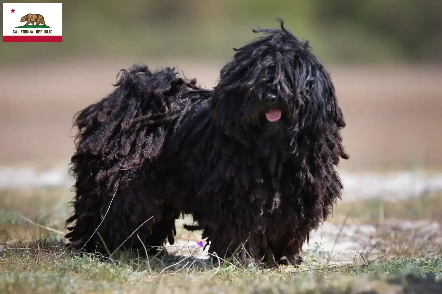 Puli puppies and breeder California Here you can find Pulis breeders in California.