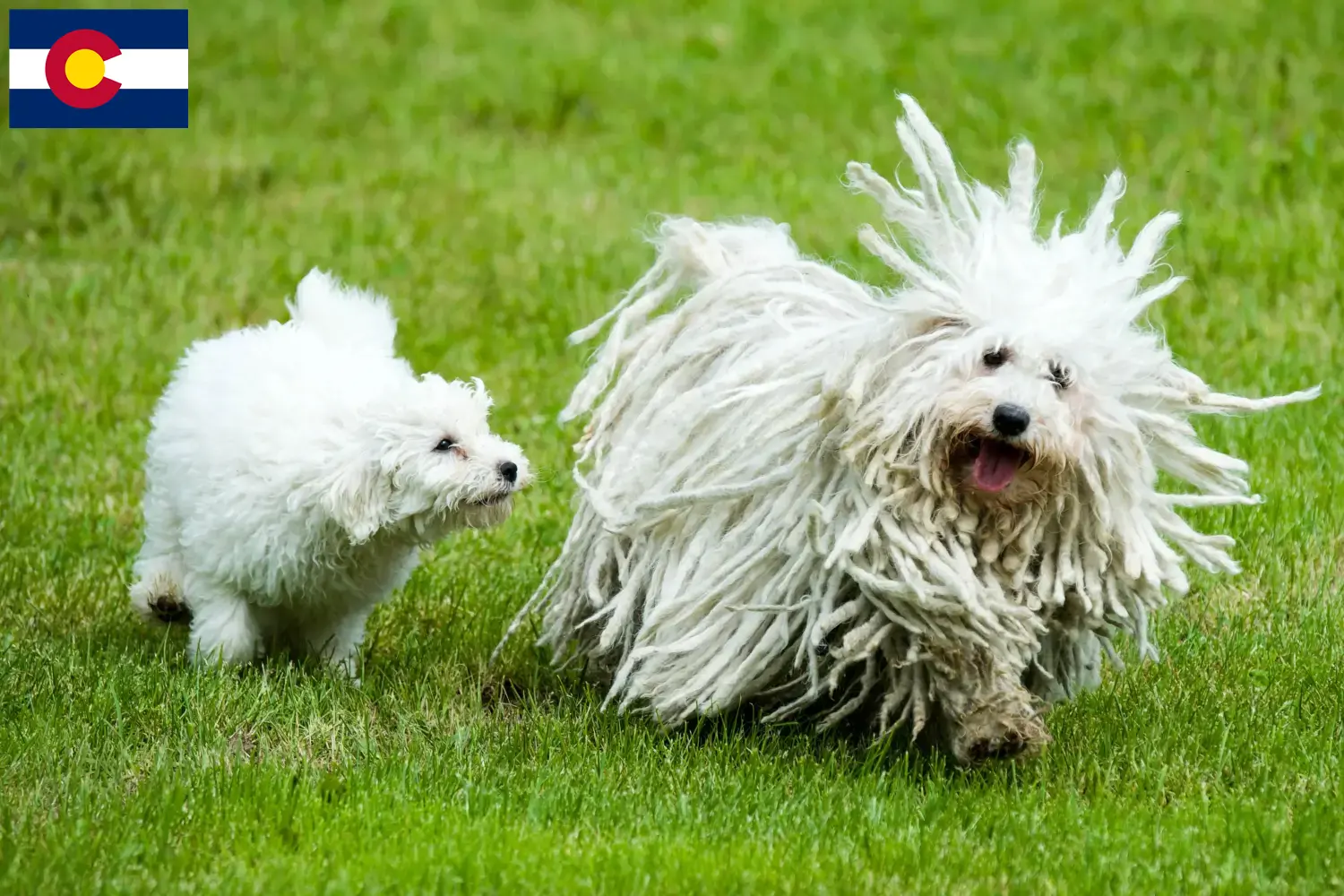 Puli puppies and breeder Colorado Here you can find Pulis breeders in Colorado.