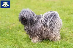 Read more about the article Puli breeders and puppies in Connecticut