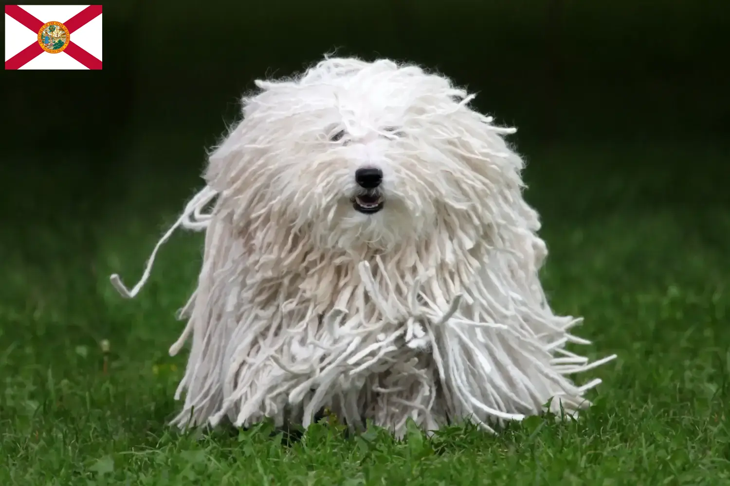 Read more about the article Puli breeders and puppies in Florida
