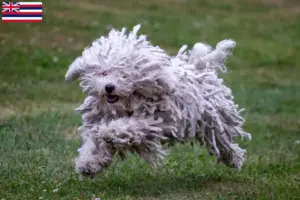 Read more about the article Puli breeders and puppies in Hawaii