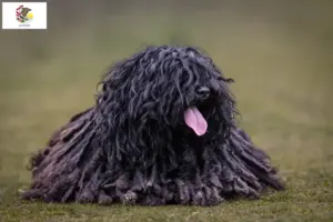 Read more about the article Puli breeders and puppies in Illinois