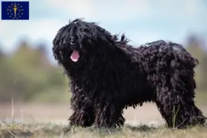 Read more about the article Puli breeders and puppies in Indiana