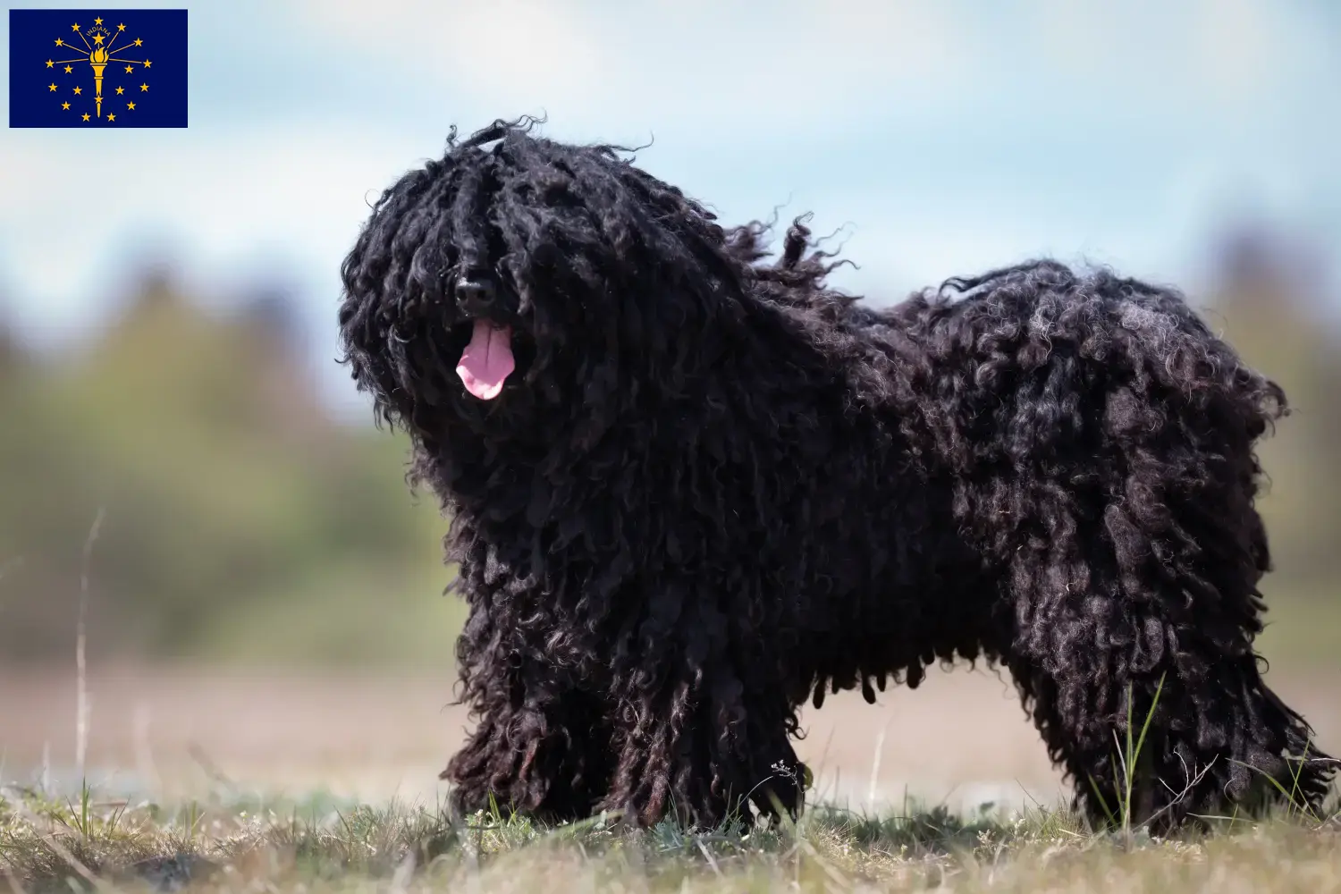 Read more about the article Puli breeders and puppies in Indiana