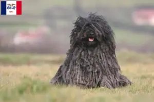 Read more about the article Puli breeders and puppies in Iowa