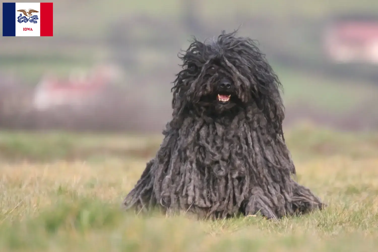 Puli puppies and breeder Iowa Here you can find Pulis breeders in Iowa.