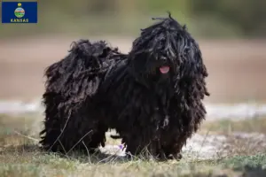 Read more about the article Puli breeders and puppies in Kansas